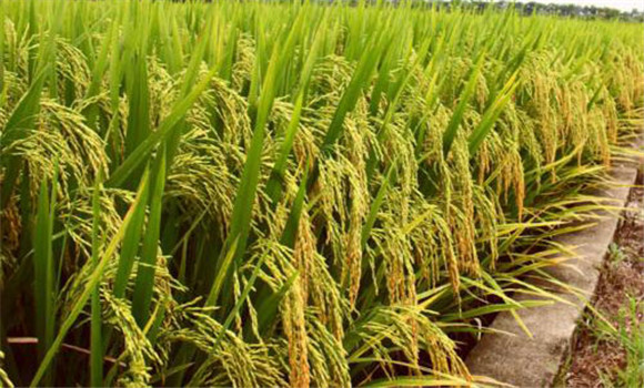 水稻收獲前期的科學管理技術