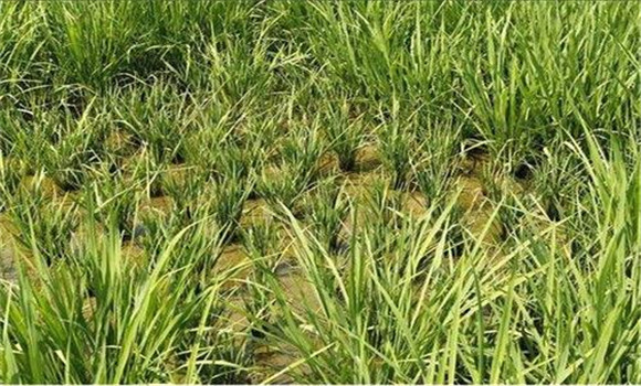 土壤有毒物質毒害稻根引起的僵苗