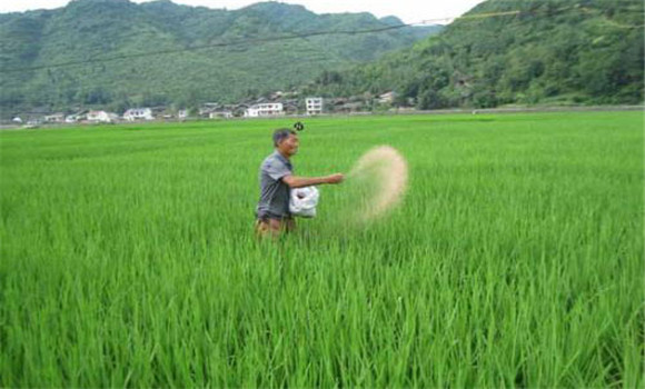水稻灌漿期要補施粒肥