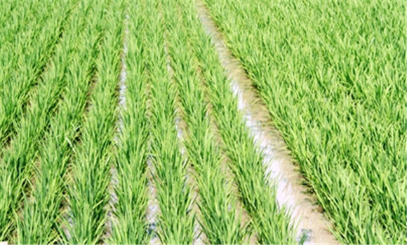 海拔高、低熱區水稻種植的技術要點