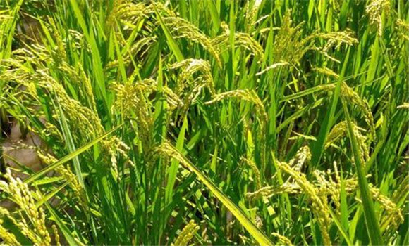 水稻穗稻瘟的分級標準