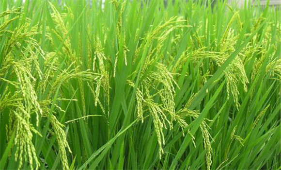 水稻葉瘟病、稻瘟病的防治方法