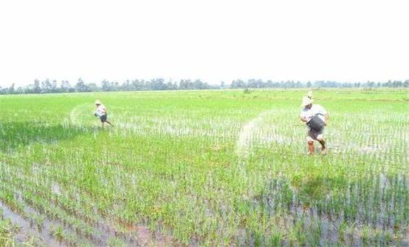 水稻分蘗肥的施用