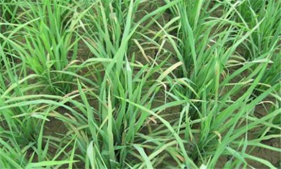 水稻爛秧病的防治措施