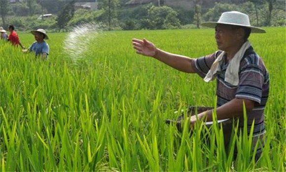 水稻追肥技術及操作要點