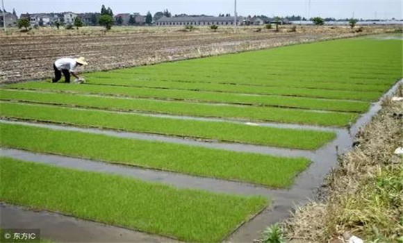 什么是水稻兩段式育秧技術