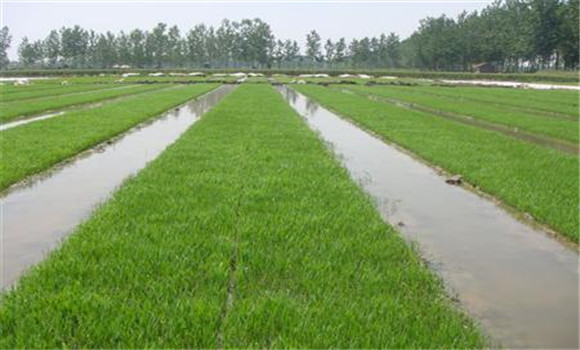 水稻兩段式育秧技術主要優點
