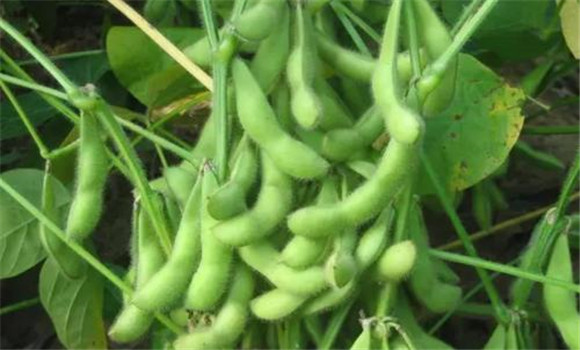 大豆鉬肥的拌種方法