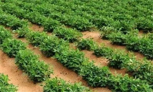 大豆鉬肥用作種肥的方法
