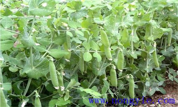豌豆種植技術與管理技術要點