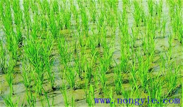 水稻拋秧田用什么除草劑