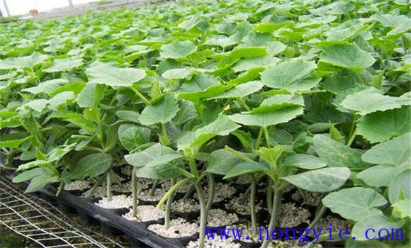 黃瓜溫室早育苗晚定植方法