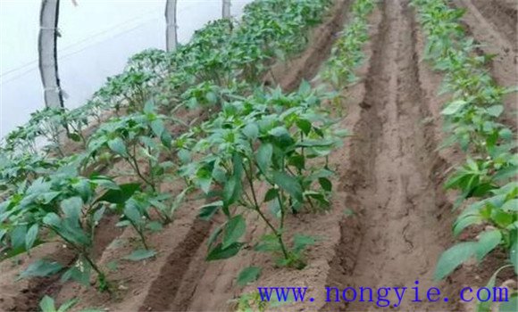 大棚青椒種植技術及其重要步驟