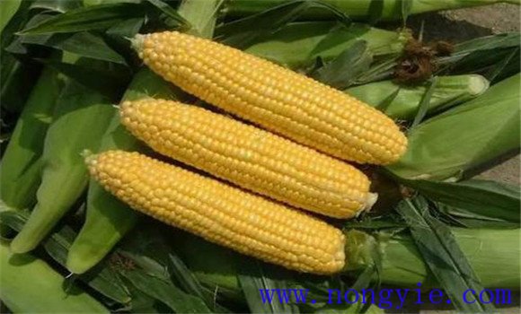高賴氨酸玉米的特點