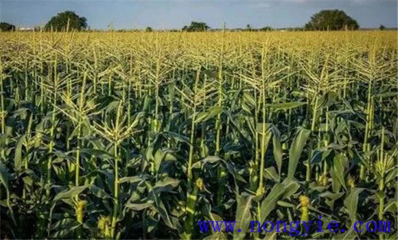 高賴氨酸玉米的栽培技術要點