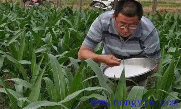 玉米科學施肥應掌握哪些原則