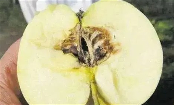 蘋果霉心病的發病原因