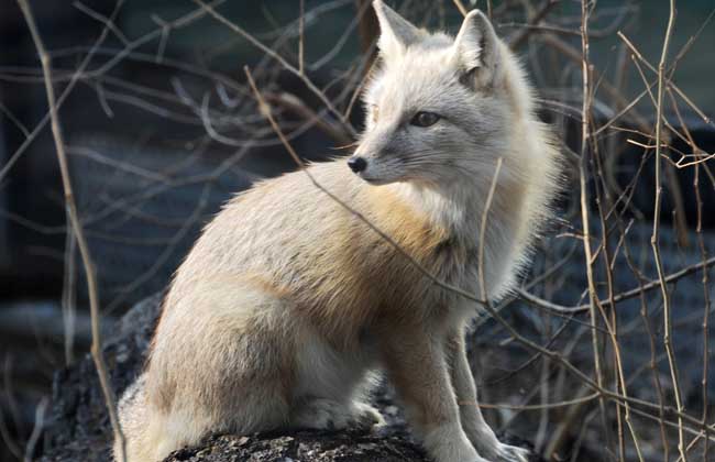 狐貍養殖技術