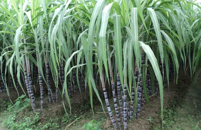 甘蔗種植技術