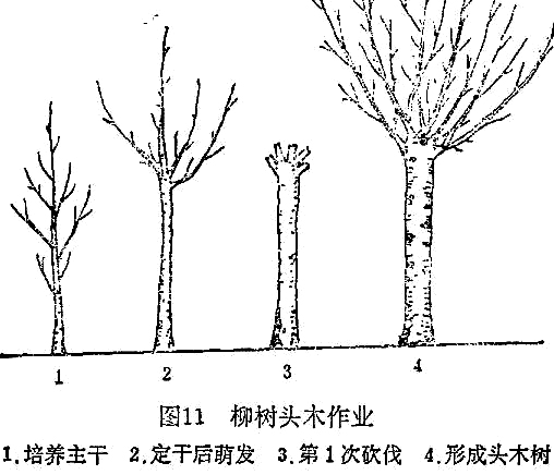 柳樹種植方法