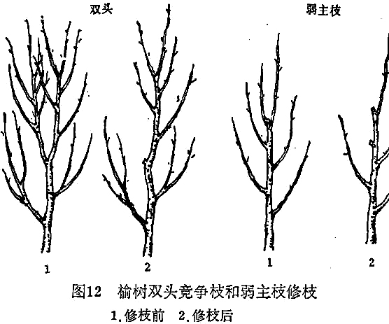 榆樹種植技術