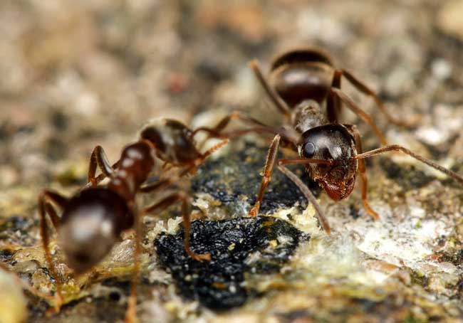螞蟻的食性特征
