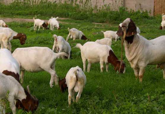 適合養羊的牧草品種有哪些