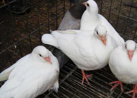 肉鴿養殖技術