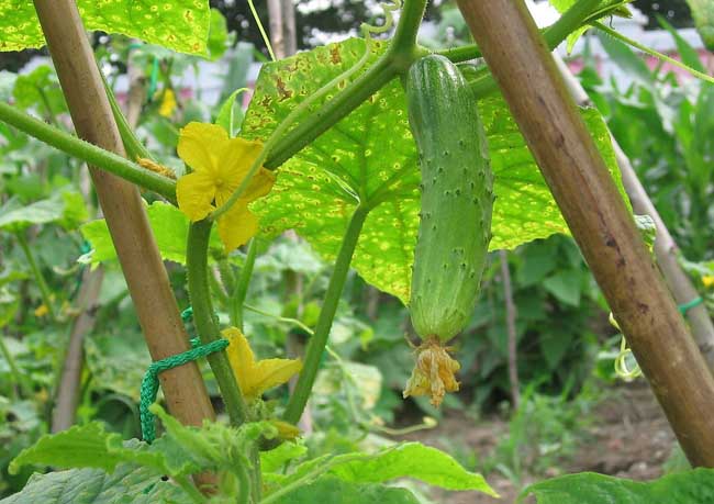 黃瓜種植管理方法