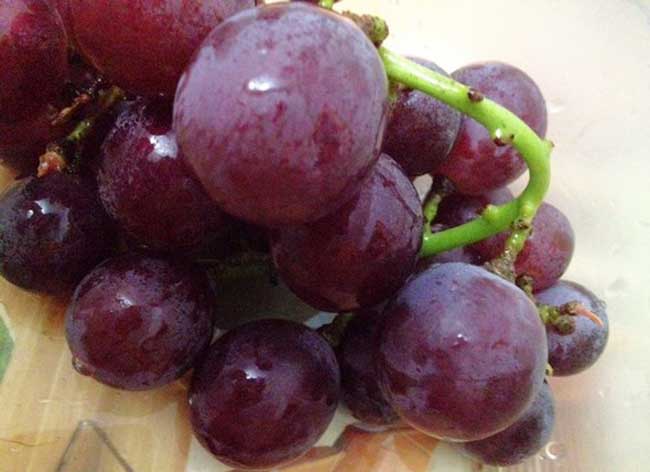 葡萄種植方法