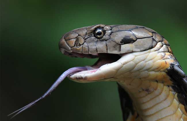 眼鏡王蛇