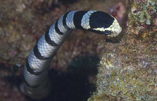 海蛇有毒嗎