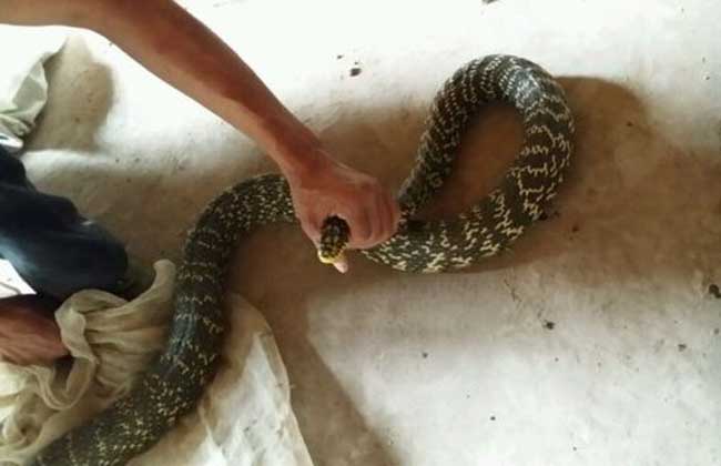 大王蛇有毒嗎