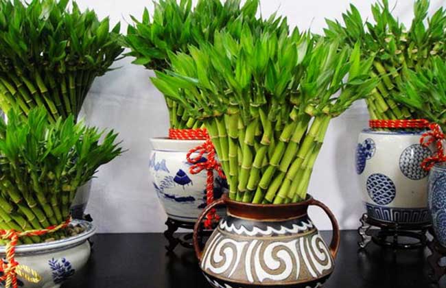 富貴竹種植方法