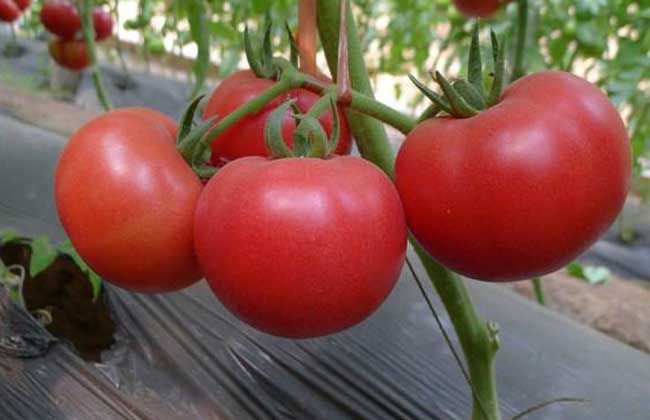 西紅柿施肥技術
