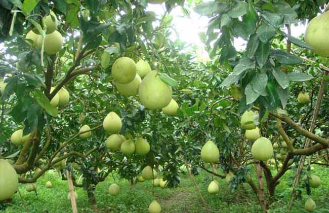 柚子種植方法