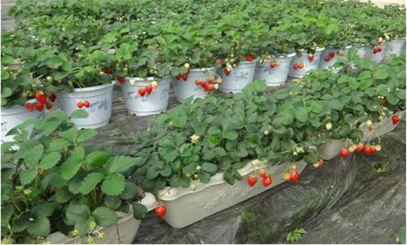 草莓設施栽培技術的要點