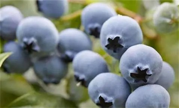 藍莓施肥管理技術