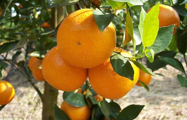 柑橘怎么種