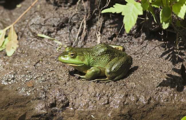 牛蛙的品種知識