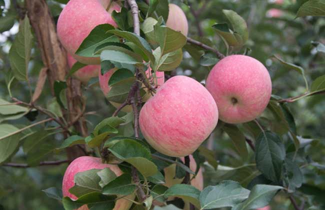 蘋果樹種植方法
