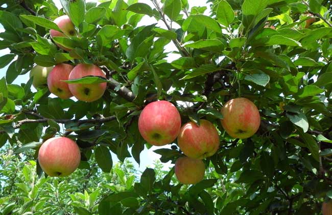 蘋果樹最新品種