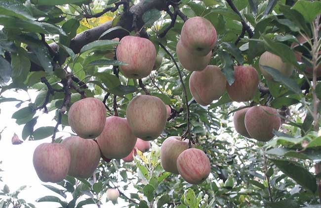 蘋果樹種植管理方法