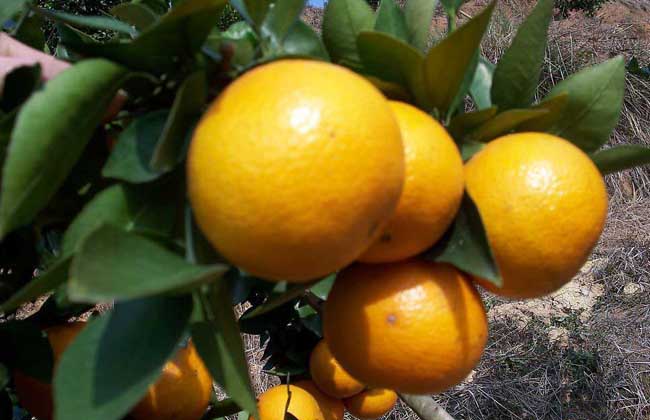 柑橘種植技術