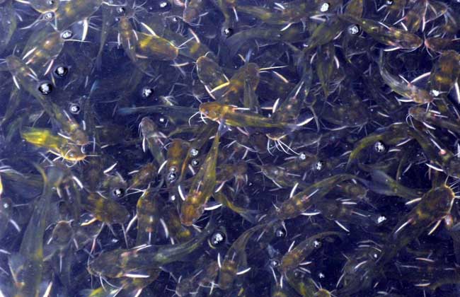 黃顙魚疾病防治