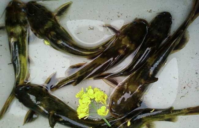 黃顙魚疾病防治