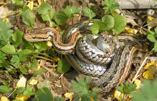 蛇養殖－蛇圖片