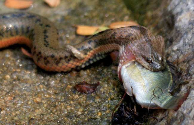 中國水蛇有毒嗎