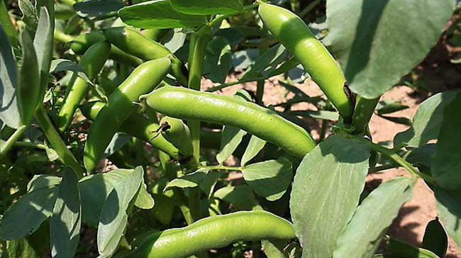 蠶豆的生長過程