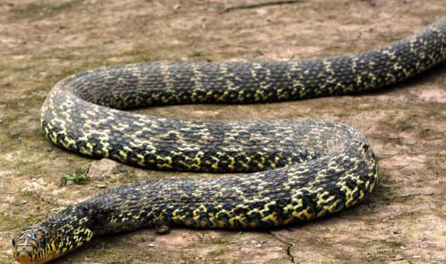大王蛇能長多大？